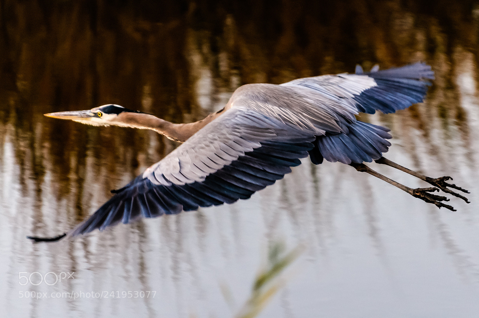 Nikon D300S sample photo. Great blue heron, bombay photography