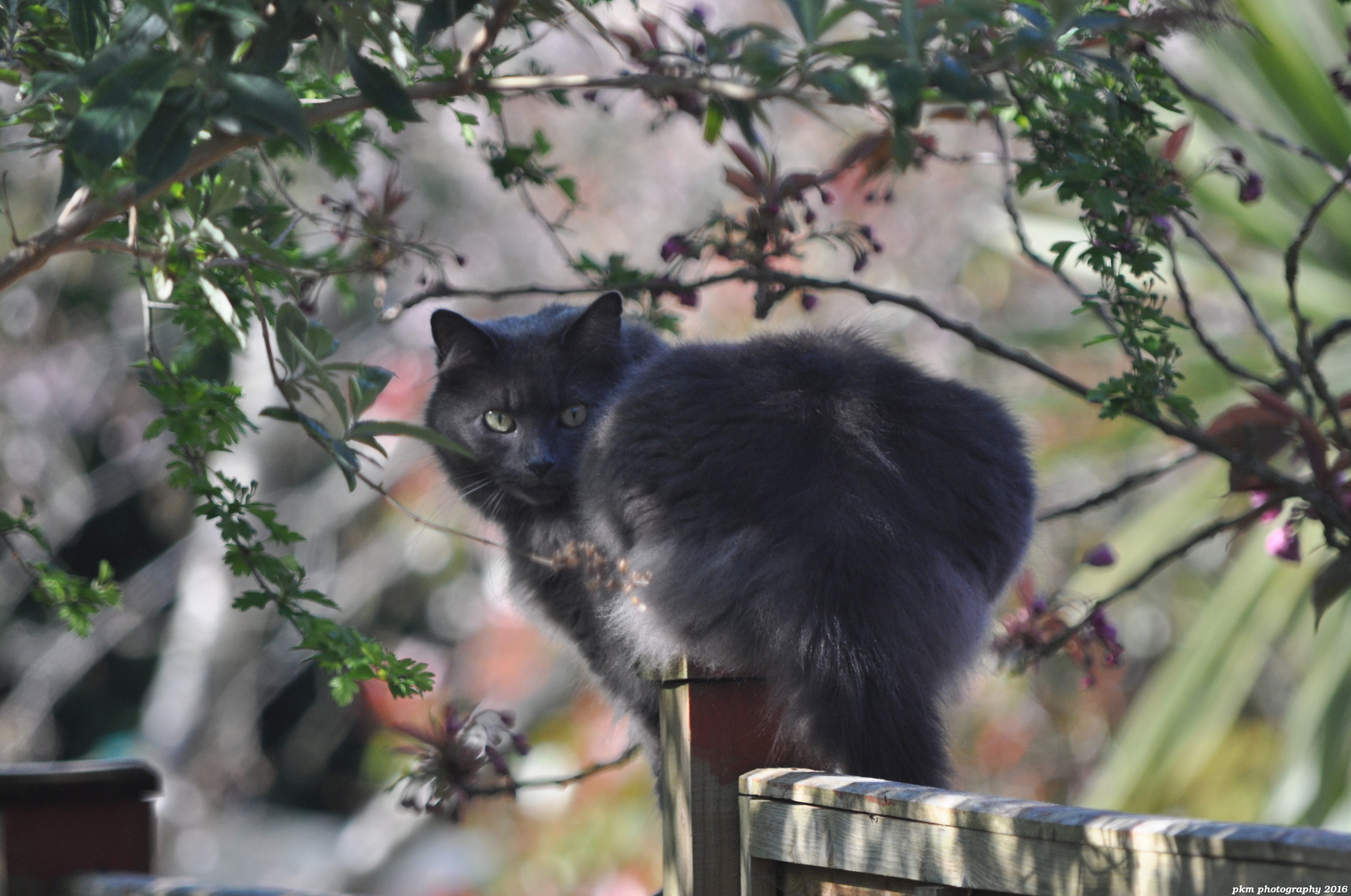 Nikon D90 sample photo. Grey cat photography