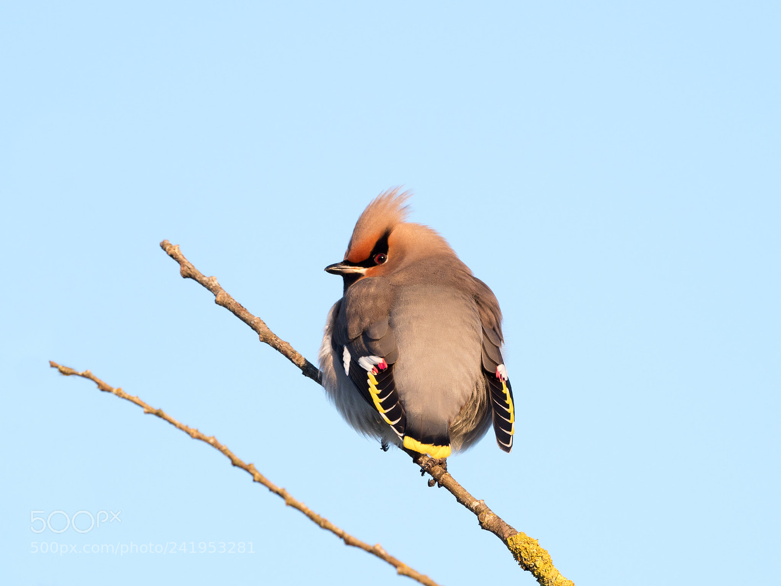 Olympus OM-D E-M1 Mark II sample photo. Bohemian waxwing photography