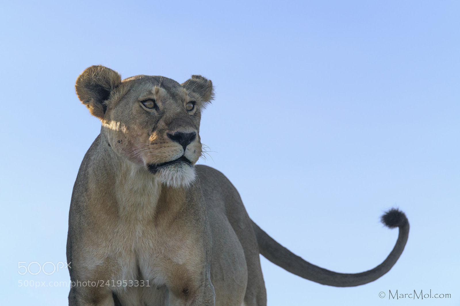 Nikon D850 sample photo. Alpha lioness photography