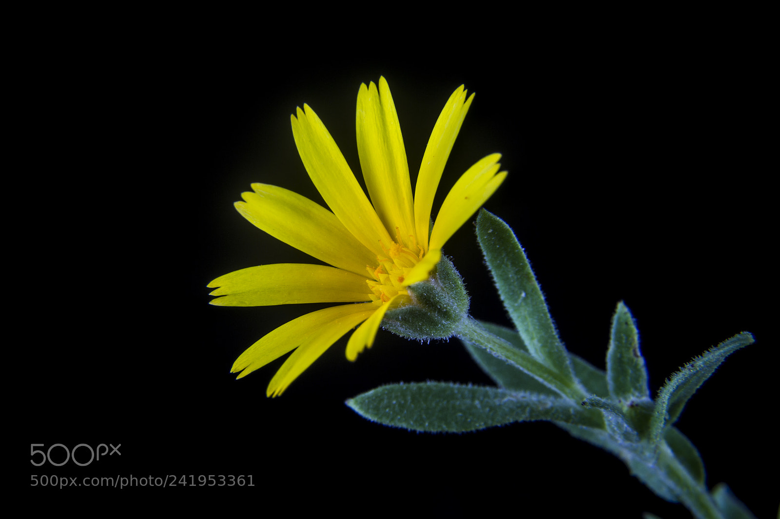 Canon EOS 60D sample photo. Petal photography