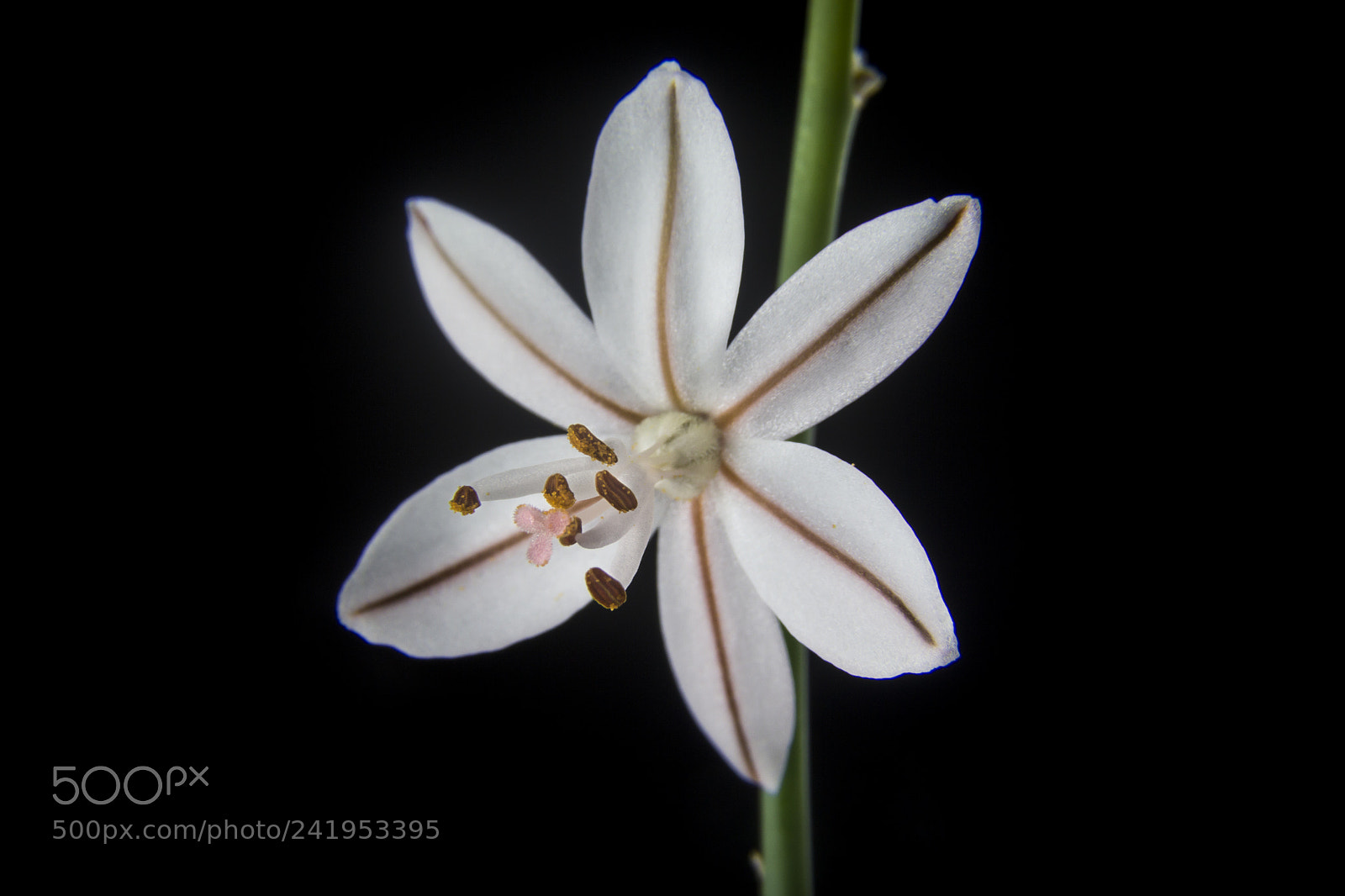 Canon EOS 60D sample photo. Delicate photography
