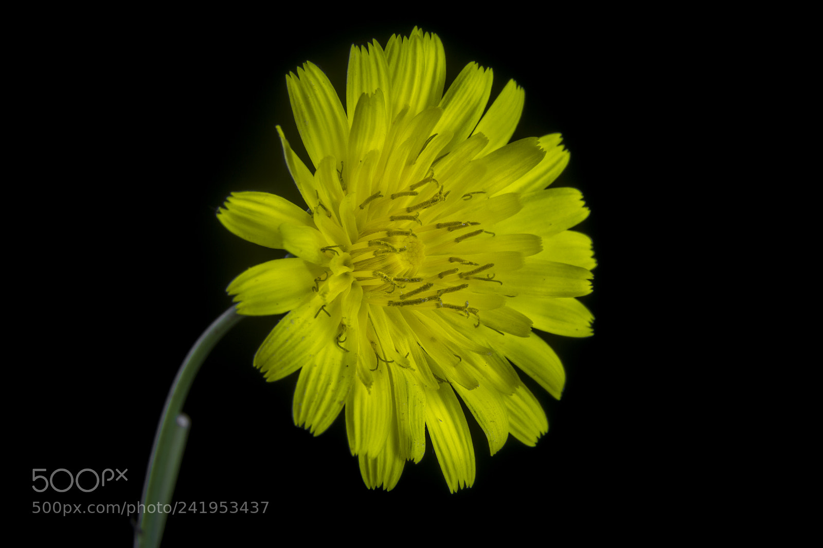 Canon EOS 60D sample photo. Yellow field flower photography