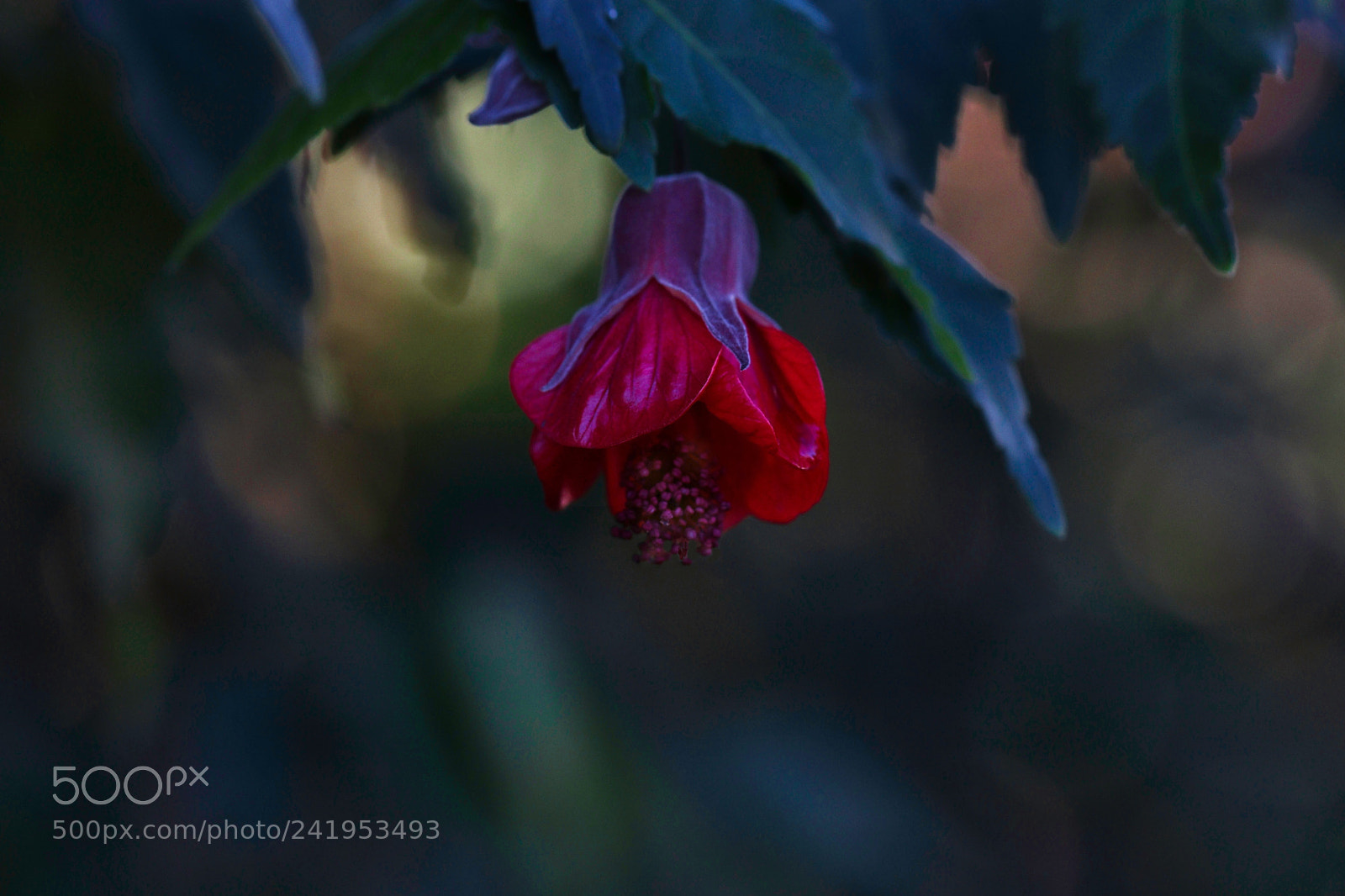 Canon EOS 77D (EOS 9000D / EOS 770D) sample photo. Abutilon photography