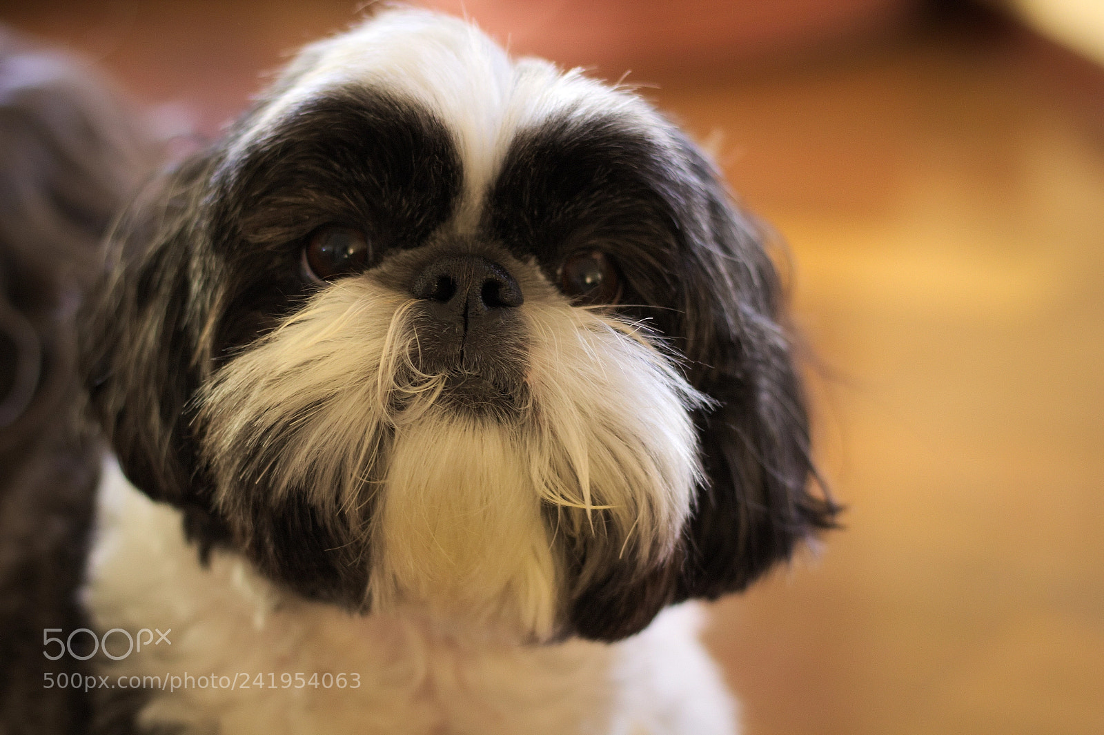 Canon EOS 1200D (EOS Rebel T5 / EOS Kiss X70 / EOS Hi) sample photo. Cookie photography