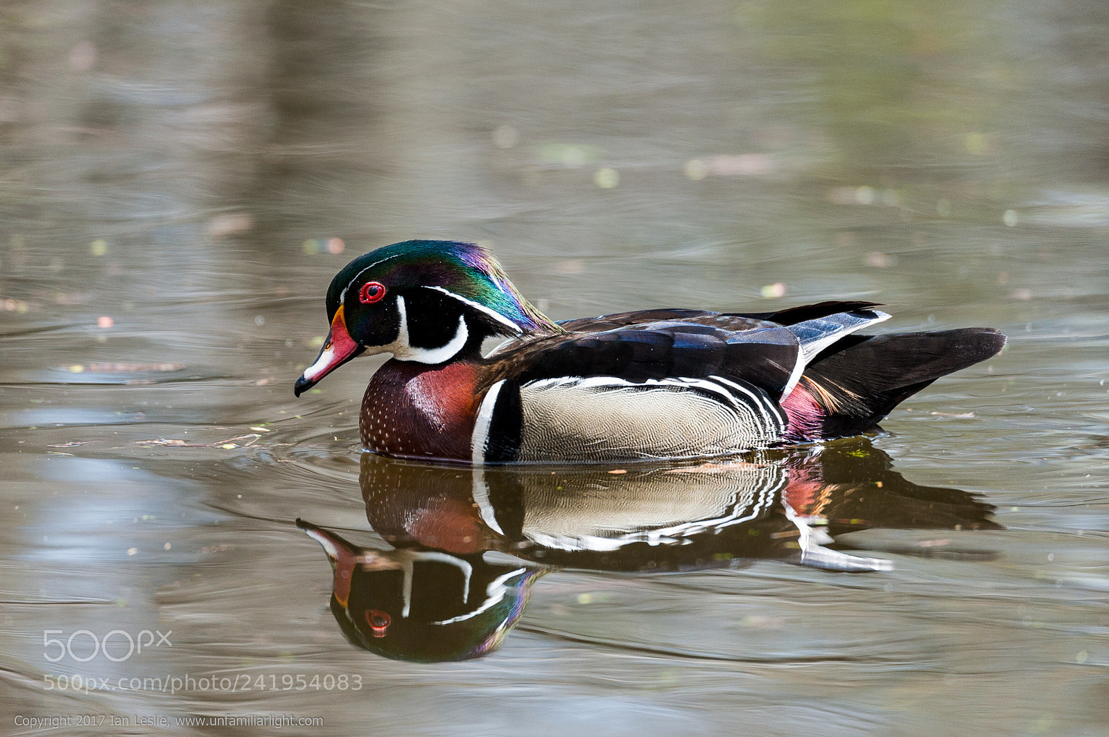 Nikon D700 sample photo. Wood duck at mud photography