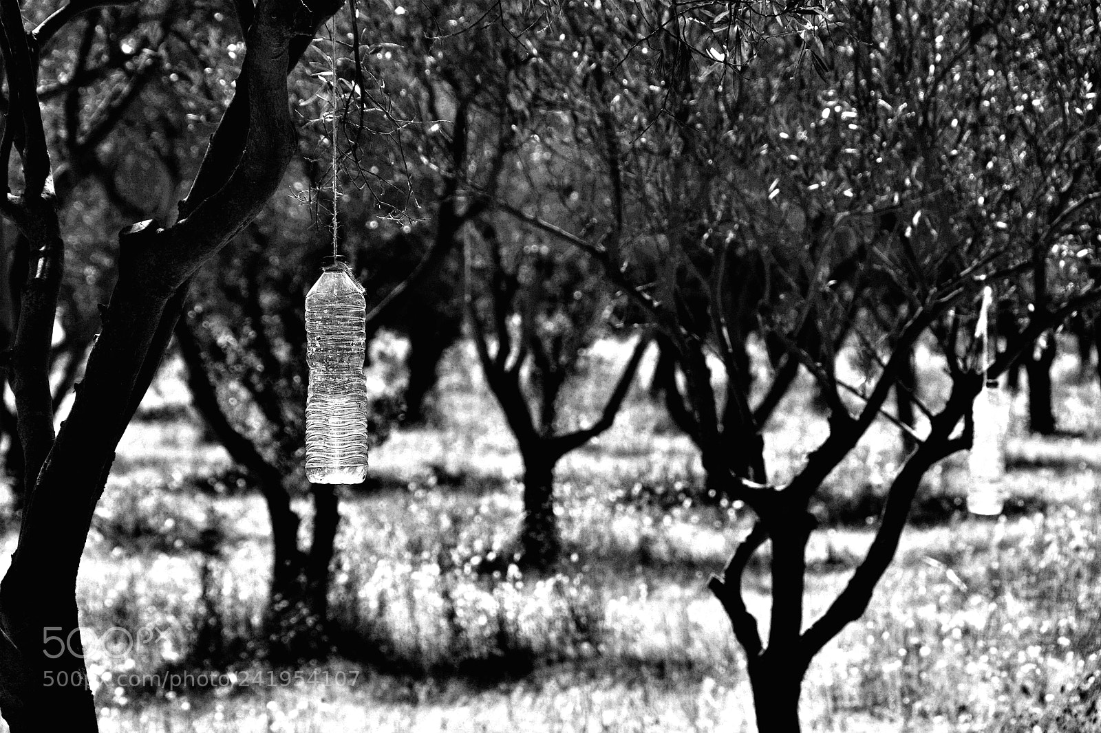 Nikon D7100 sample photo. Les spectres du malheur... photography