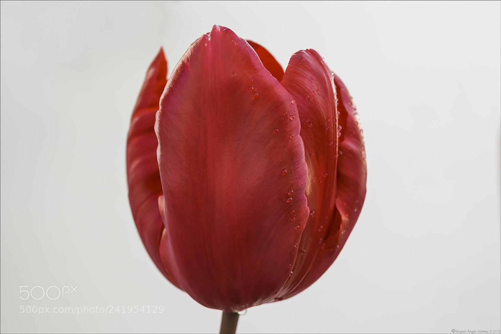 Sony Alpha DSLR-A330 sample photo. 2013_tulip_05 photography