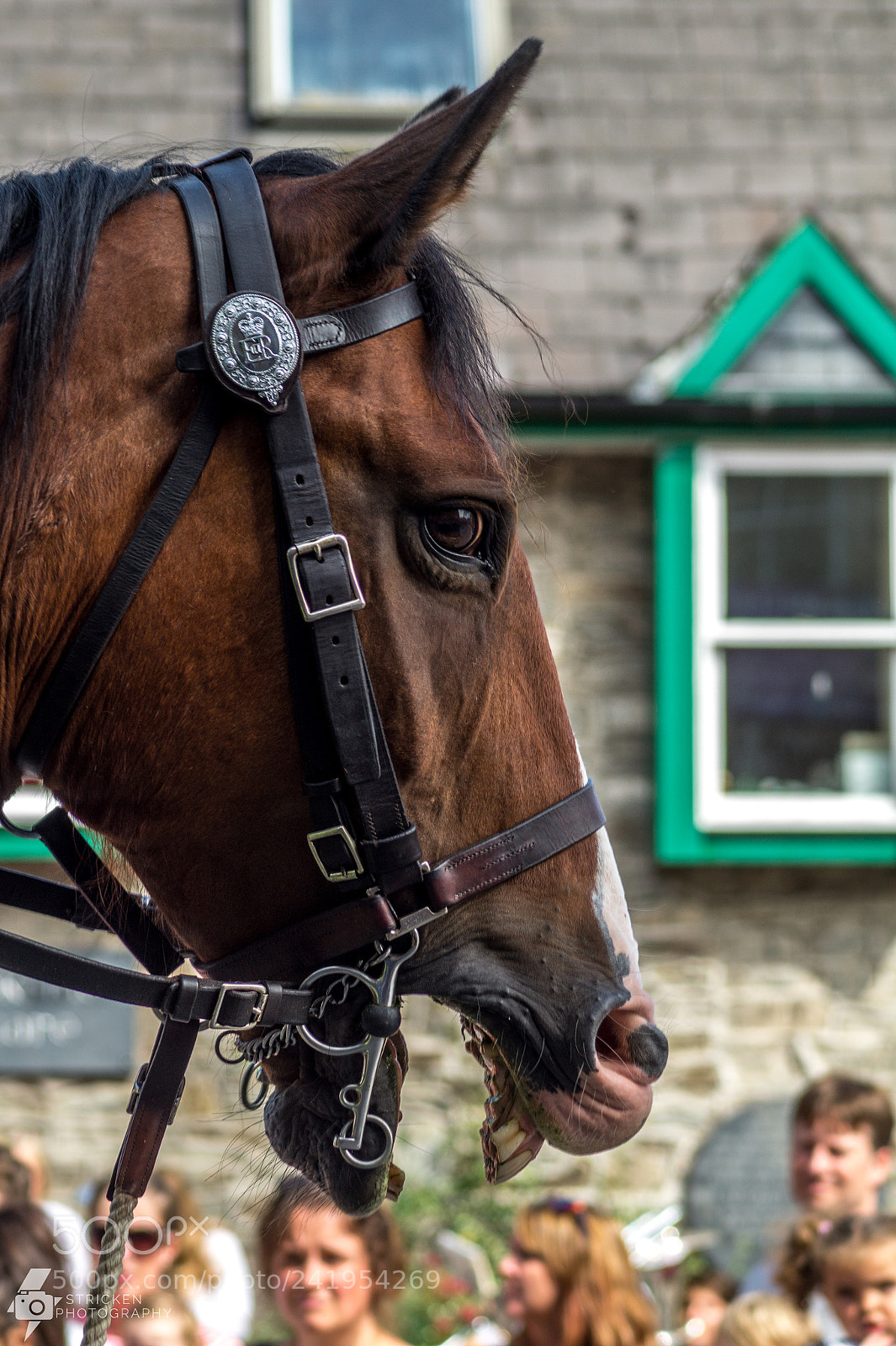 Sony SLT-A58 sample photo. The horse with no photography