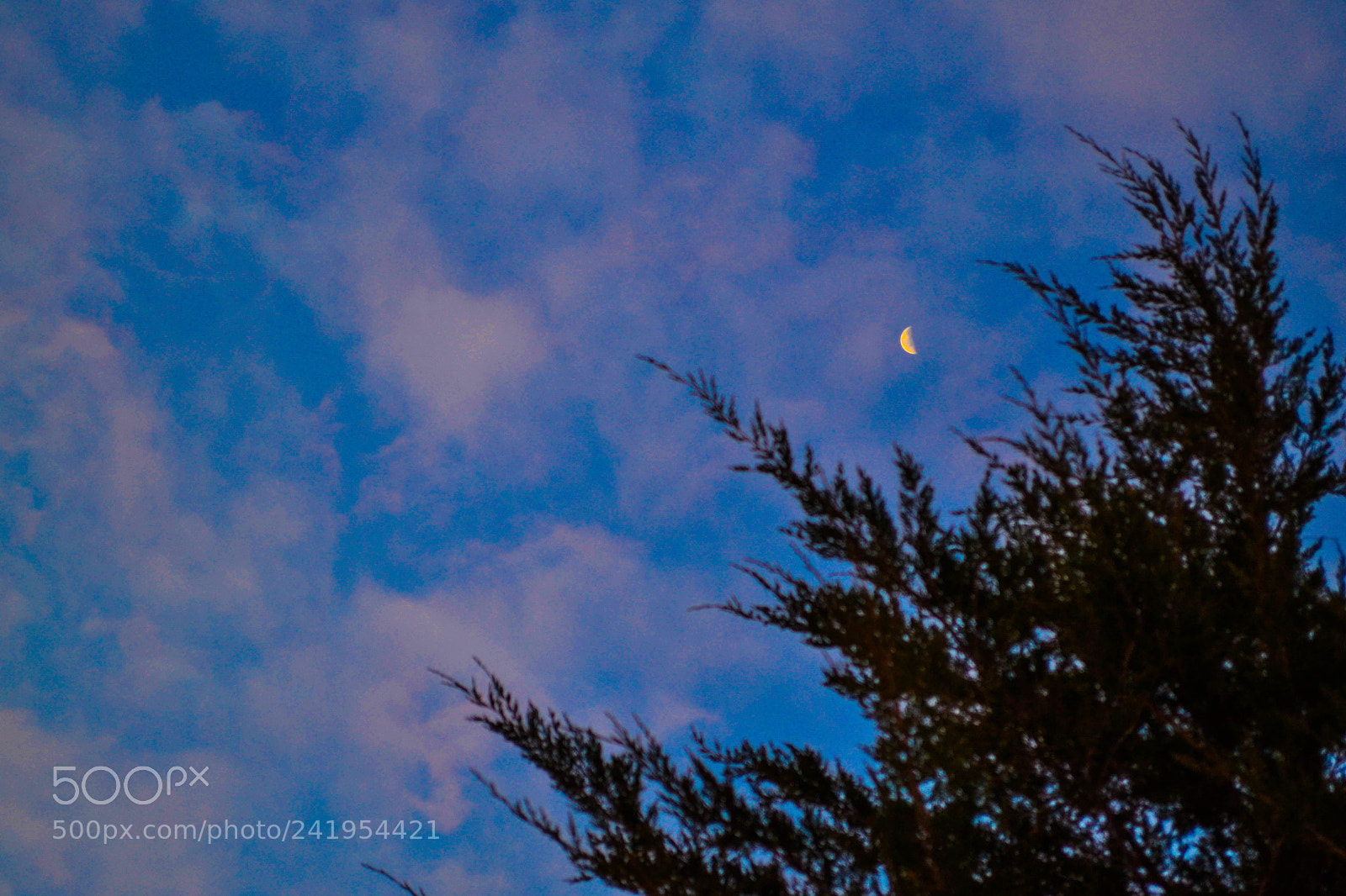 Nikon D3100 sample photo. Moon and tree photography