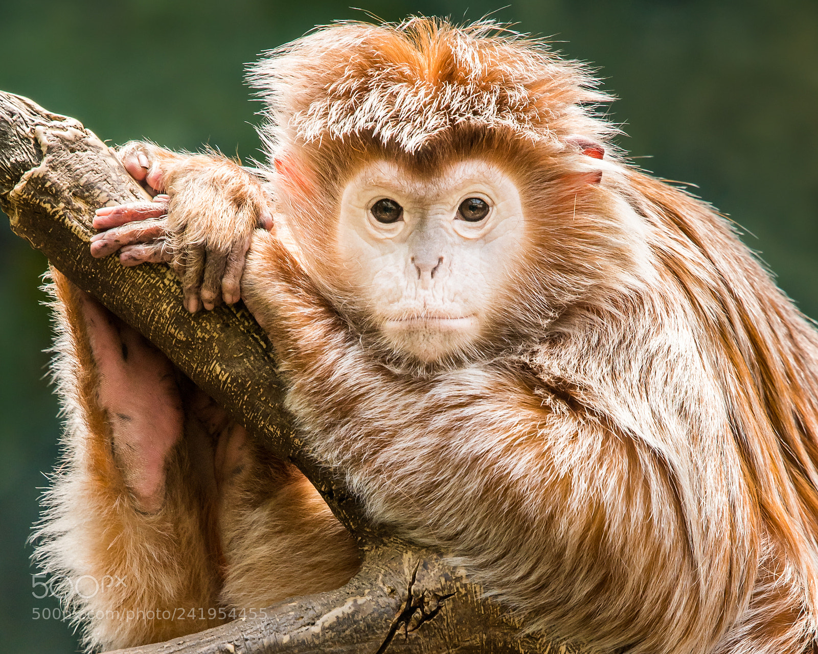 Nikon D500 sample photo. Ebony langur xvii photography
