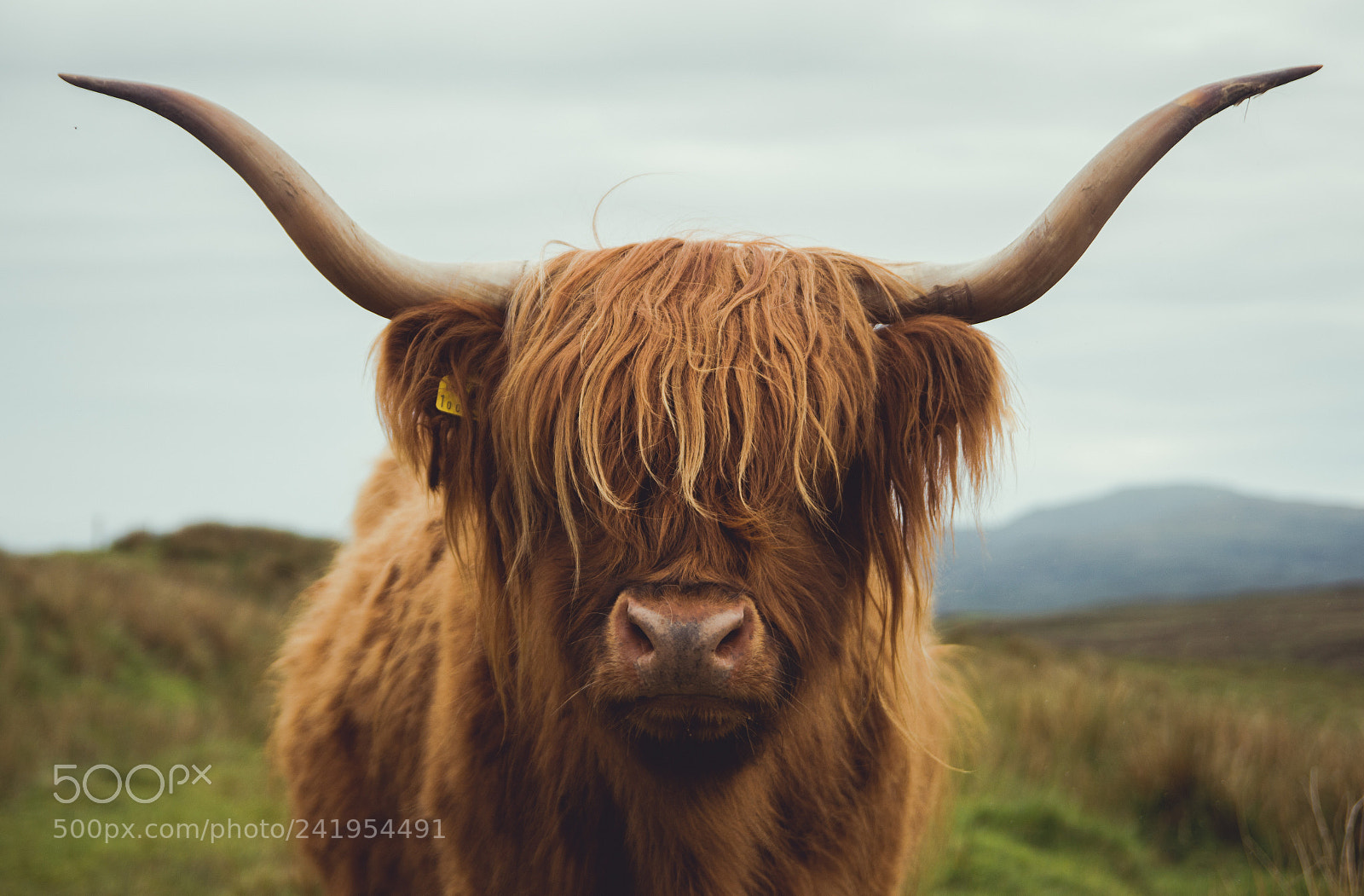 Nikon D3200 sample photo. Highland cow photography