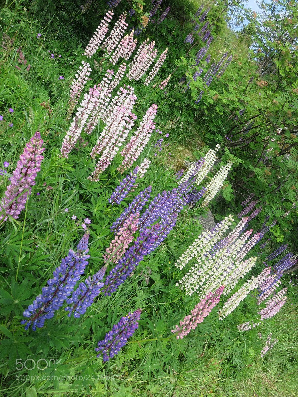 Canon PowerShot SX700 HS sample photo. Untitled photography
