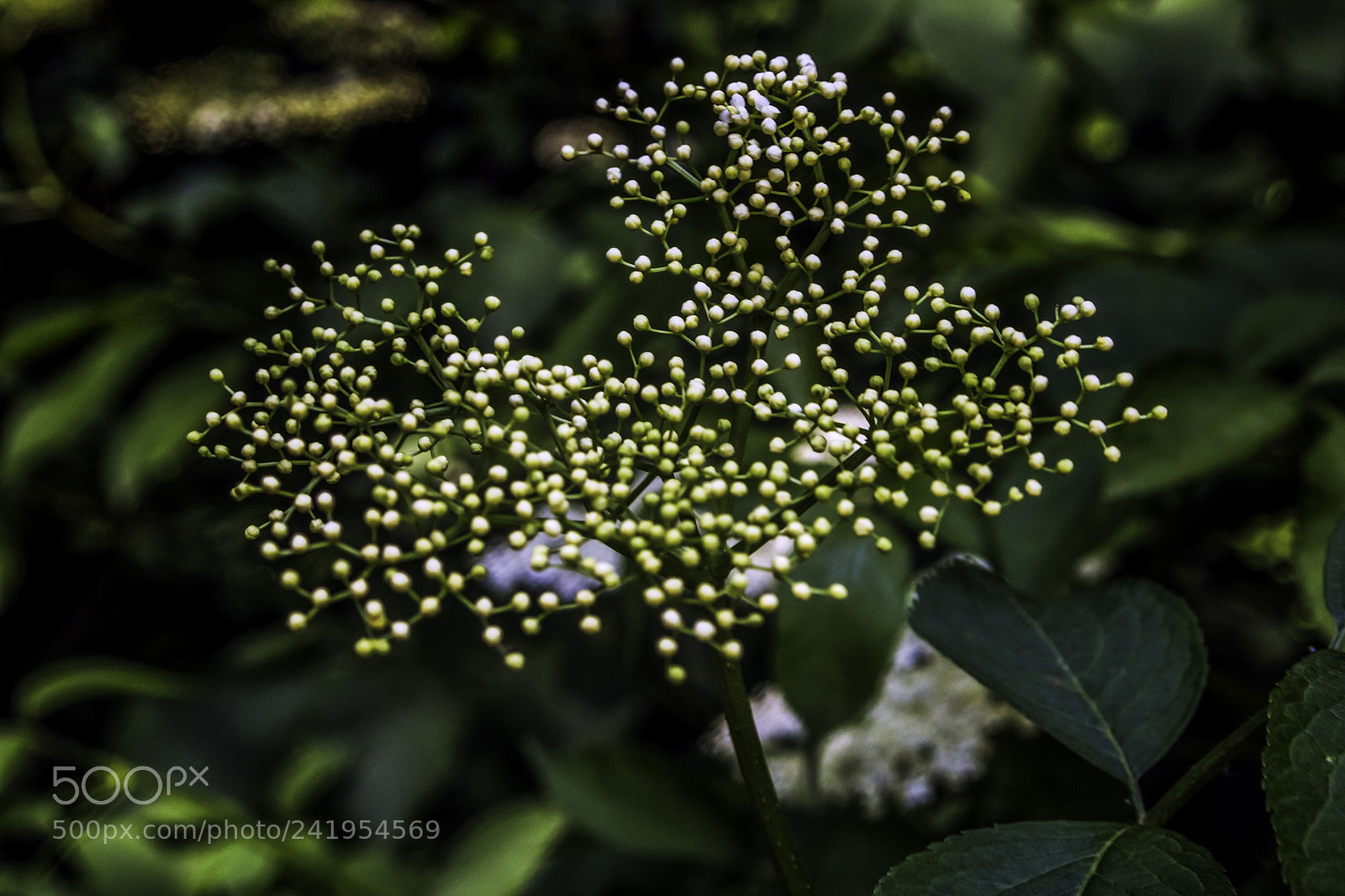 Canon EOS 750D (EOS Rebel T6i / EOS Kiss X8i) sample photo. Nature 2 photography