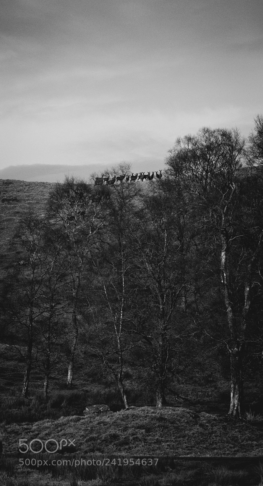 Nikon D3200 sample photo. Scotland photography