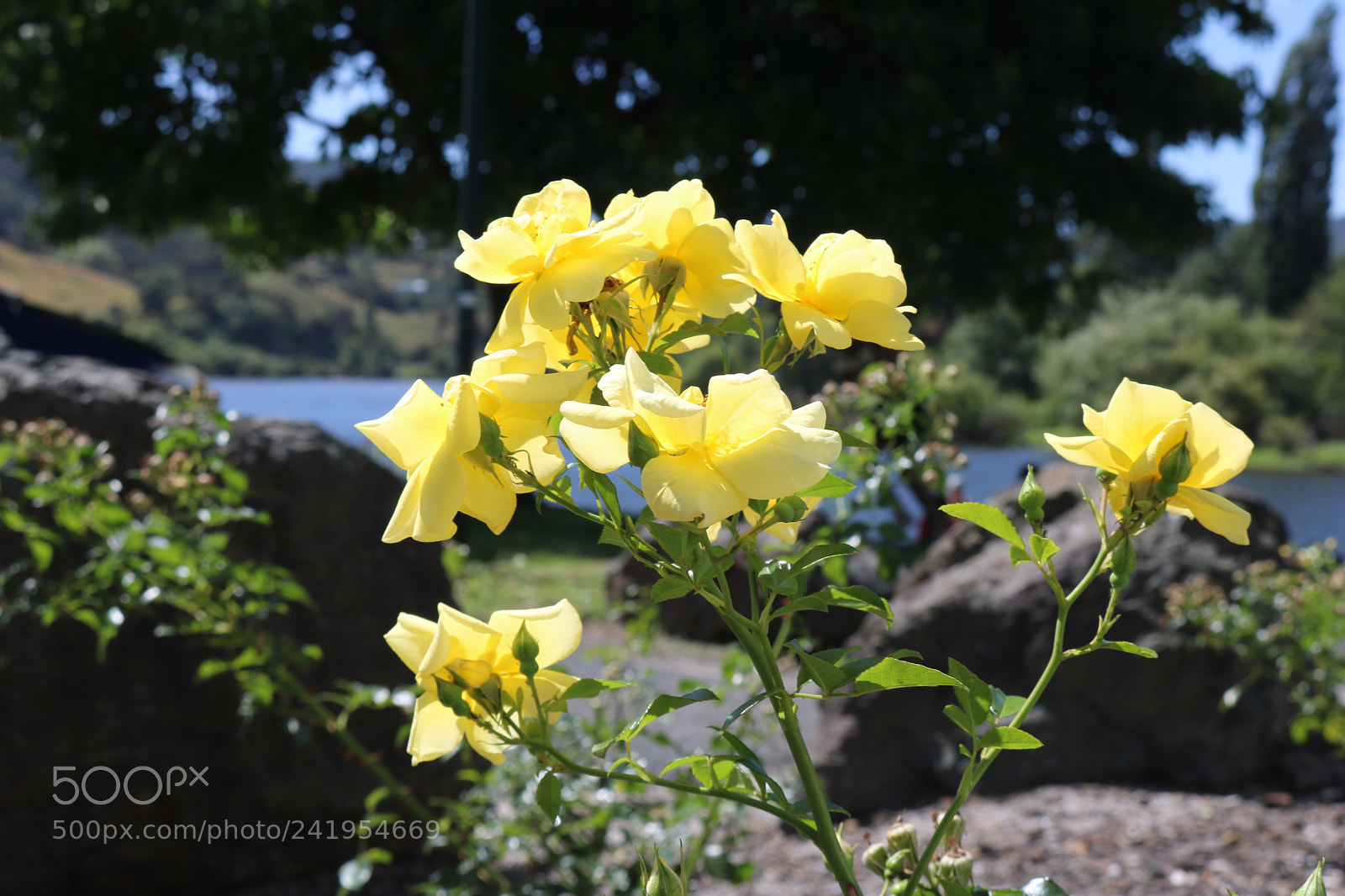 Canon EOS 750D (EOS Rebel T6i / EOS Kiss X8i) sample photo. Img photography