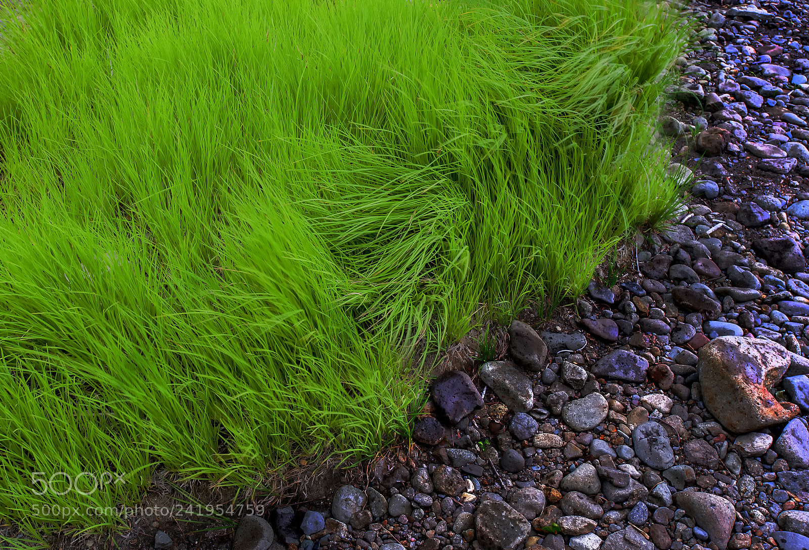 Nikon D700 sample photo. Riverside grass photography