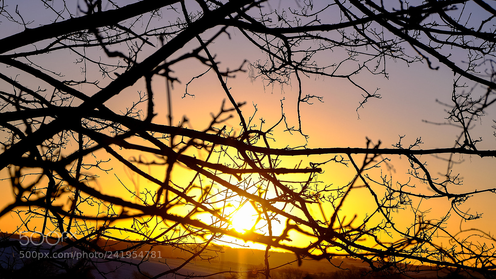 Fujifilm X-T10 sample photo. Behind the branches photography