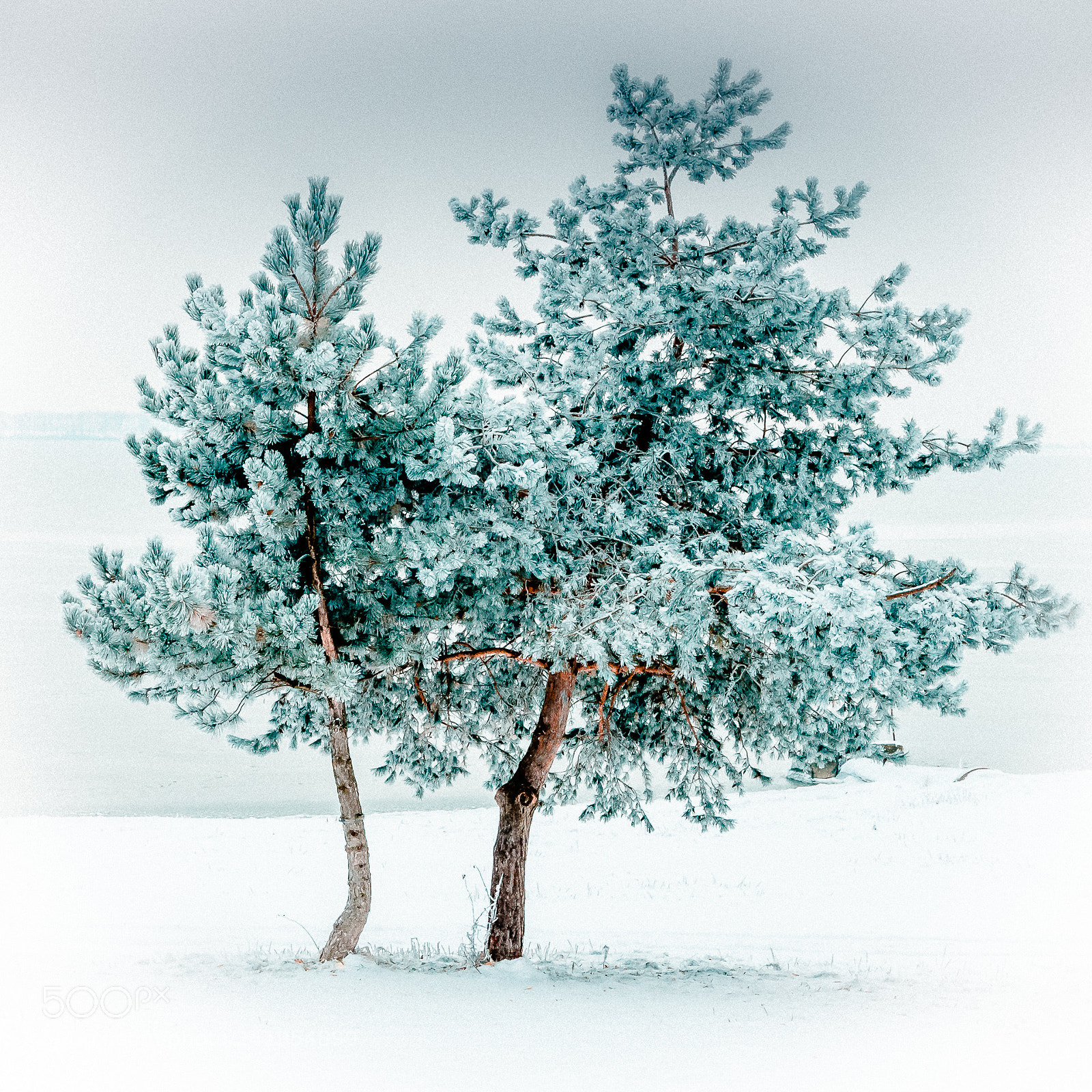 Pentax K-5 sample photo. Lpd - pines photography
