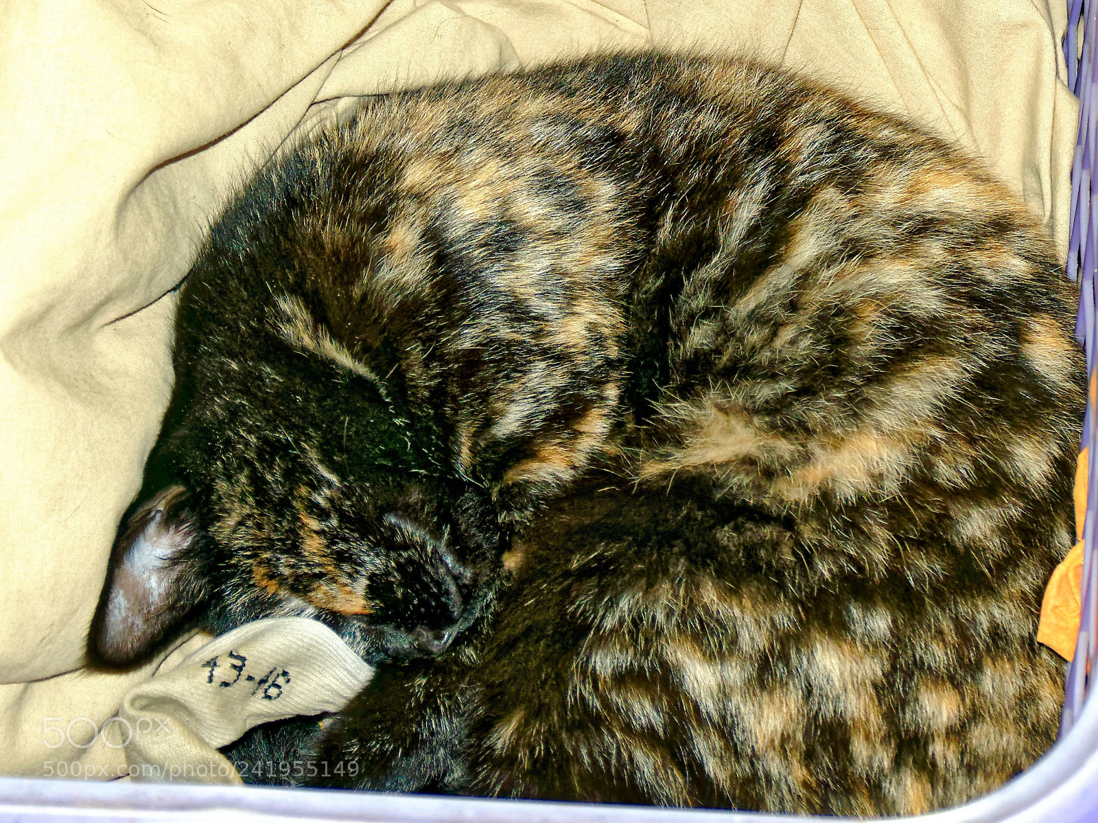 Panasonic Lumix DMC-FZ1000 sample photo. Dxoddd () photography