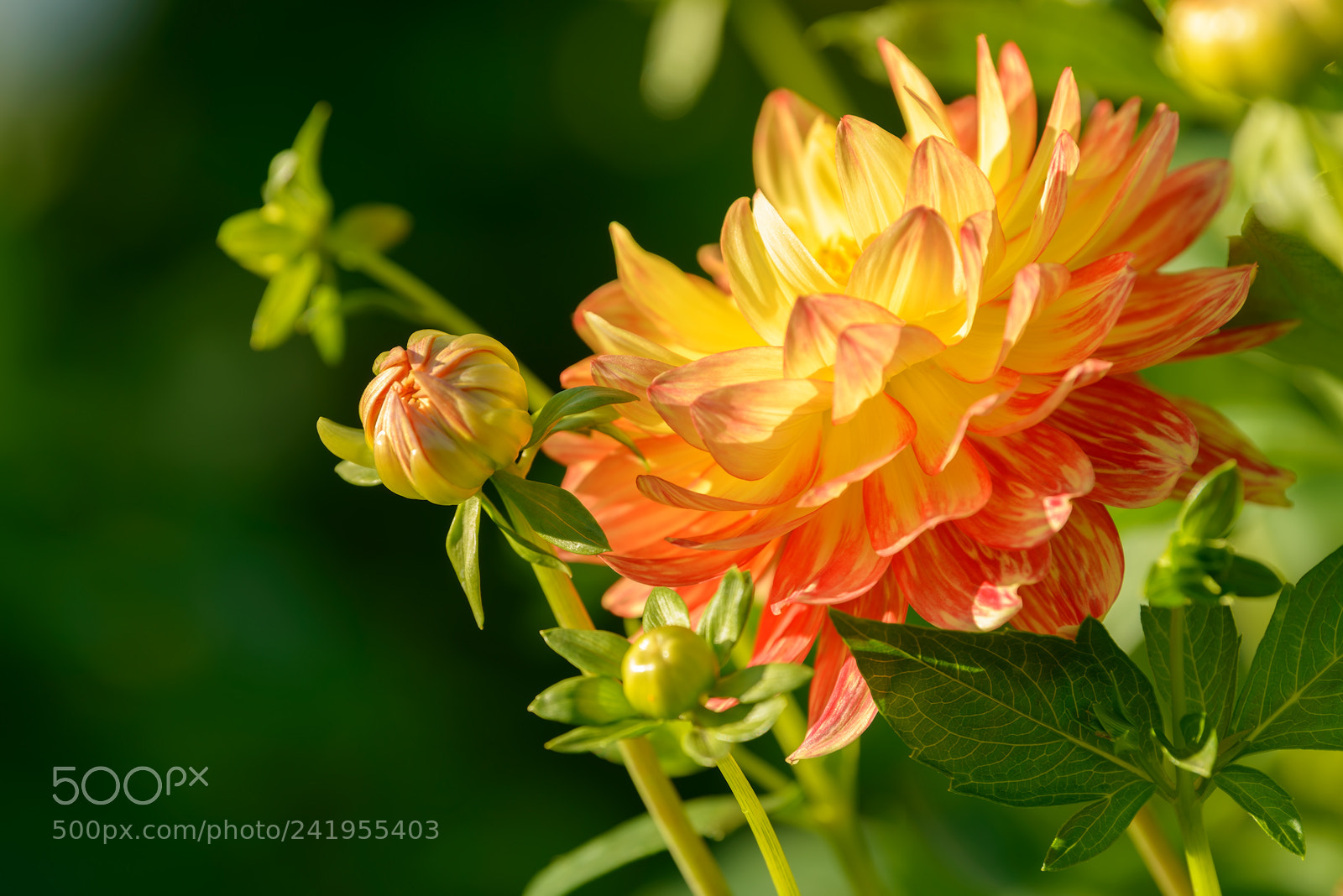 Nikon D800 sample photo. Dahlia red, orange and photography