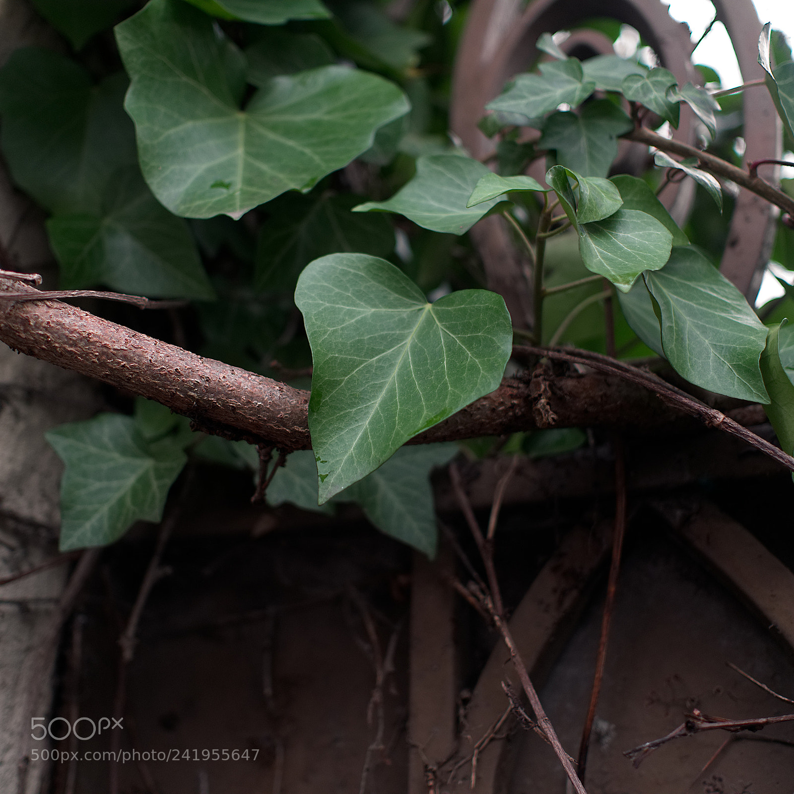 Panasonic Lumix DMC-GX85 (Lumix DMC-GX80 / Lumix DMC-GX7 Mark II) sample photo. Lierre photography