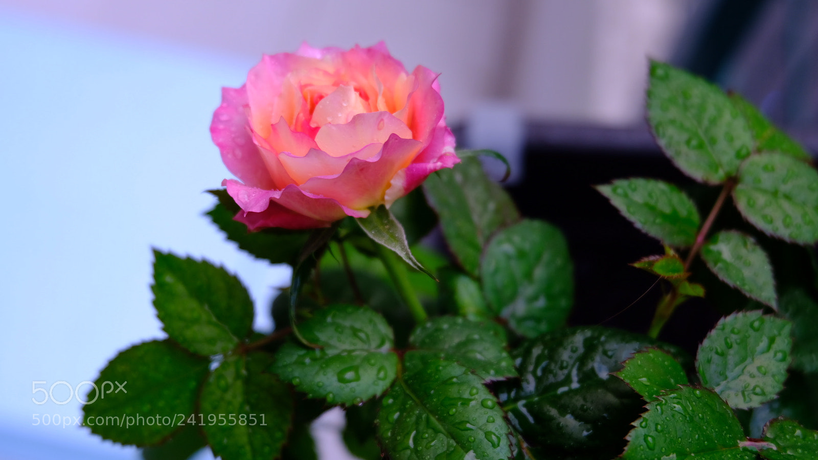 Fujifilm X-T20 sample photo. Rose photography