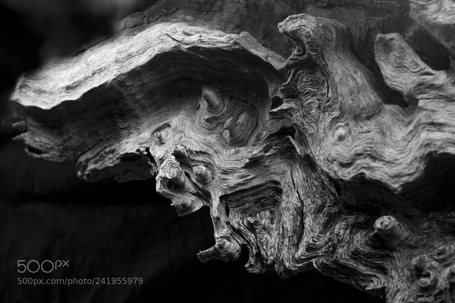 Sony Alpha DSLR-A500 sample photo. Tree root photography