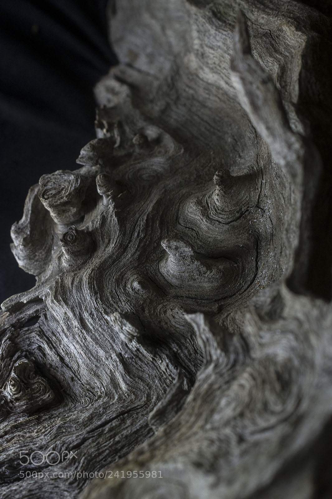 Sony Alpha DSLR-A500 sample photo. Tree root photography