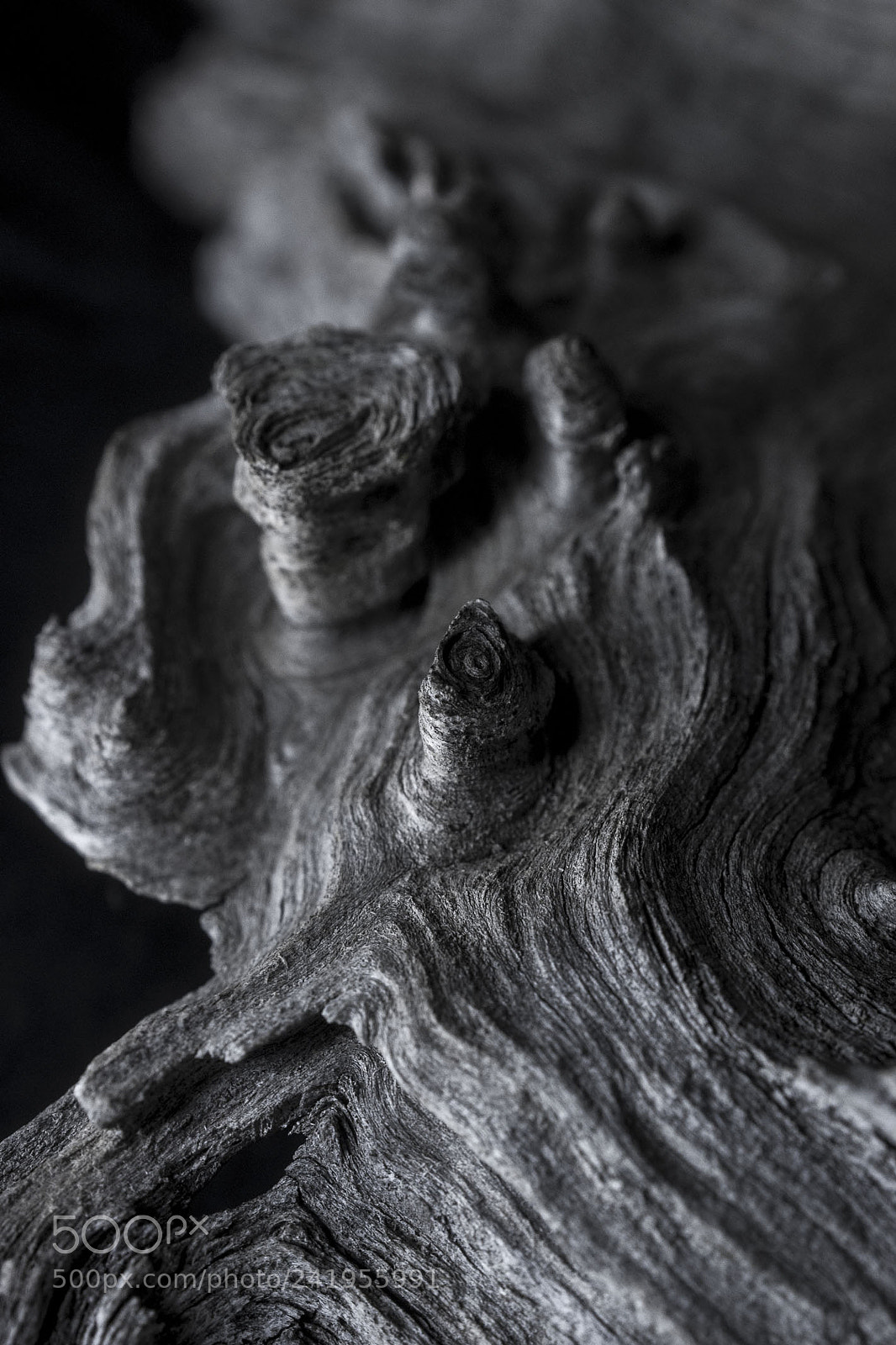Sony Alpha DSLR-A500 sample photo. Tree root photography