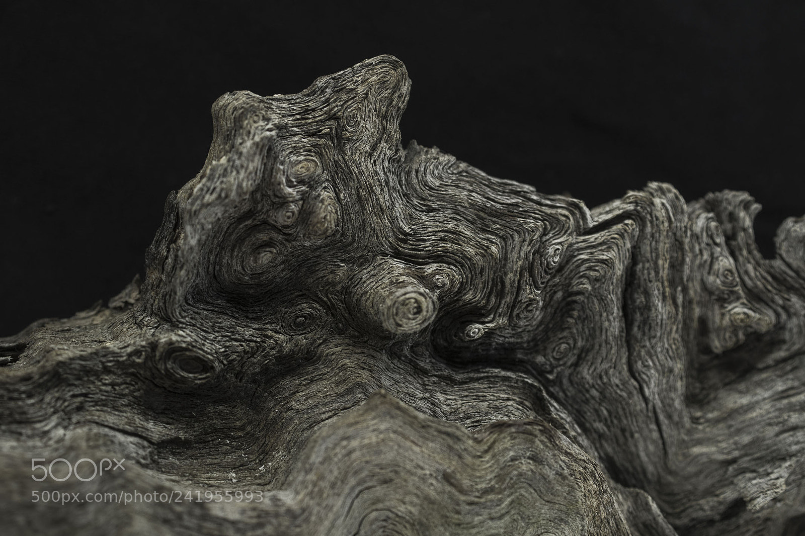 Sony Alpha DSLR-A500 sample photo. Tree root photography