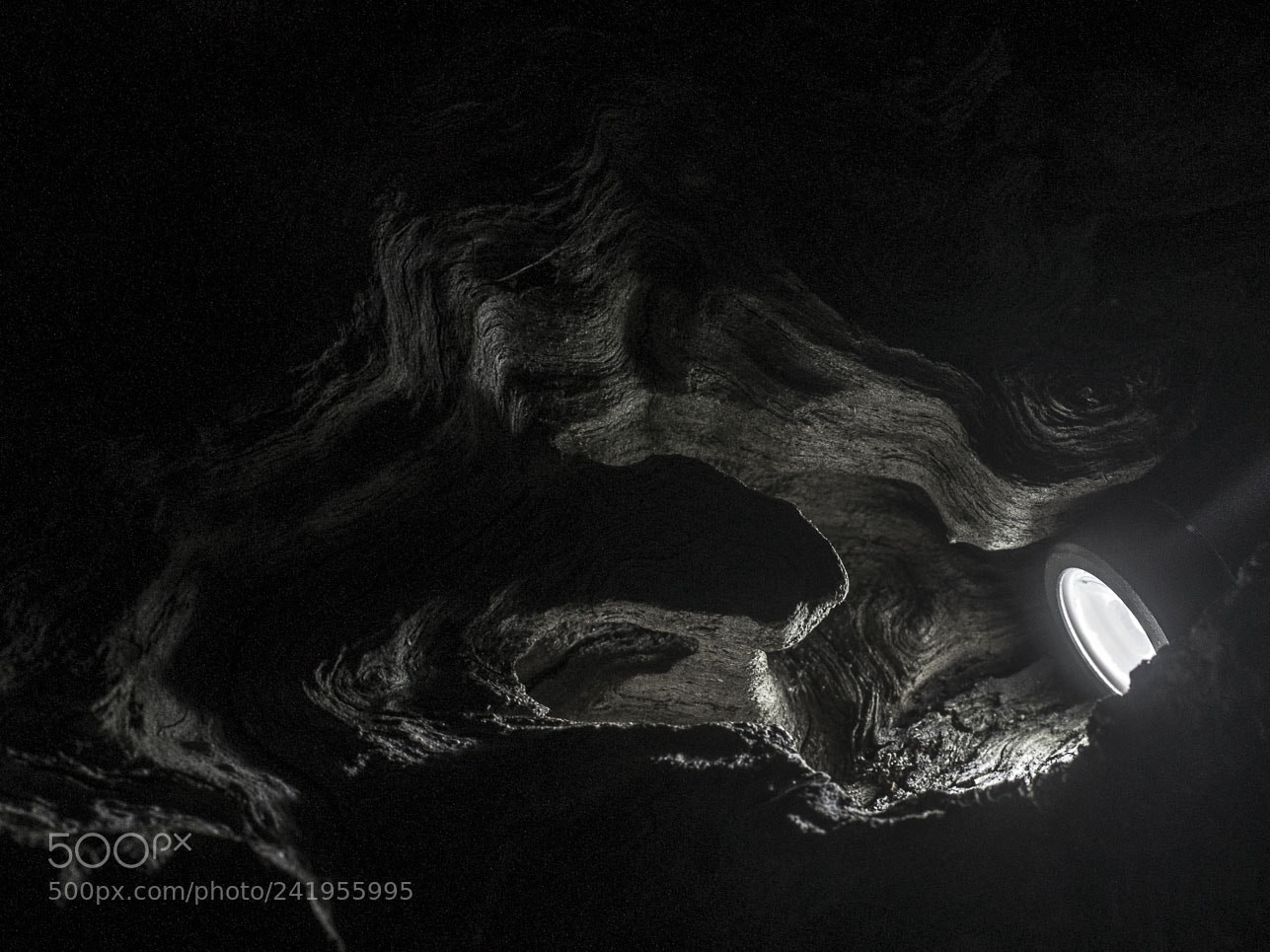 Sony Alpha DSLR-A500 sample photo. Tree root photography