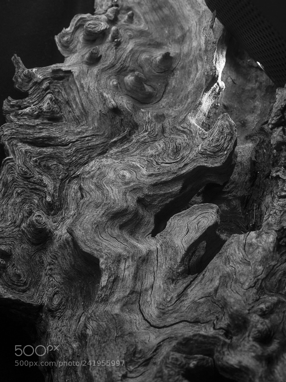 Sony Alpha DSLR-A500 sample photo. Tree root photography