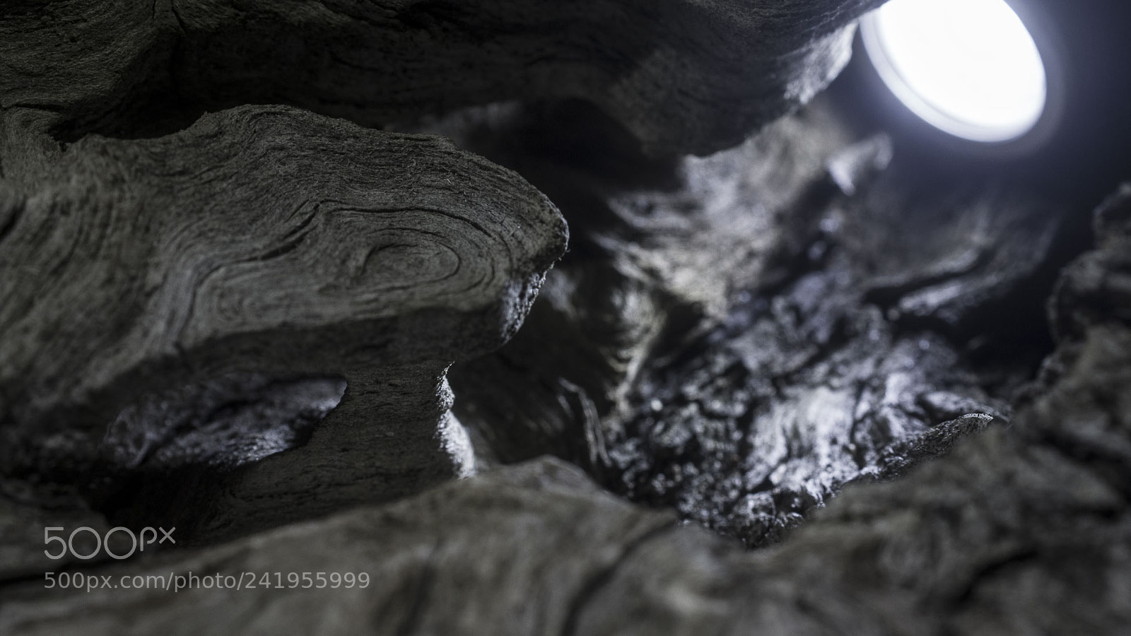 Sony Alpha DSLR-A500 sample photo. Tree root photography