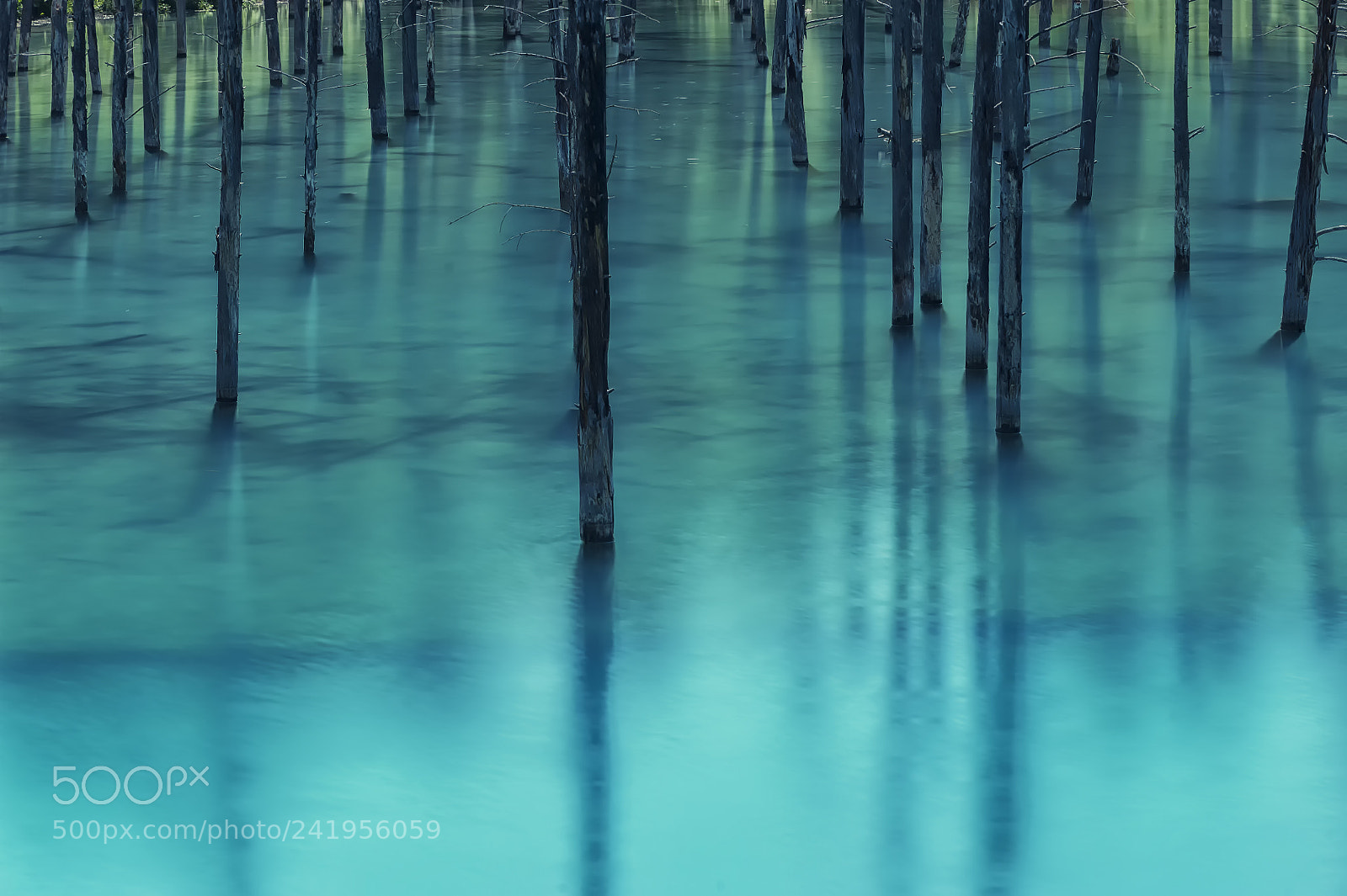 Nikon D700 sample photo. Blue pond, biei, hokkaido photography