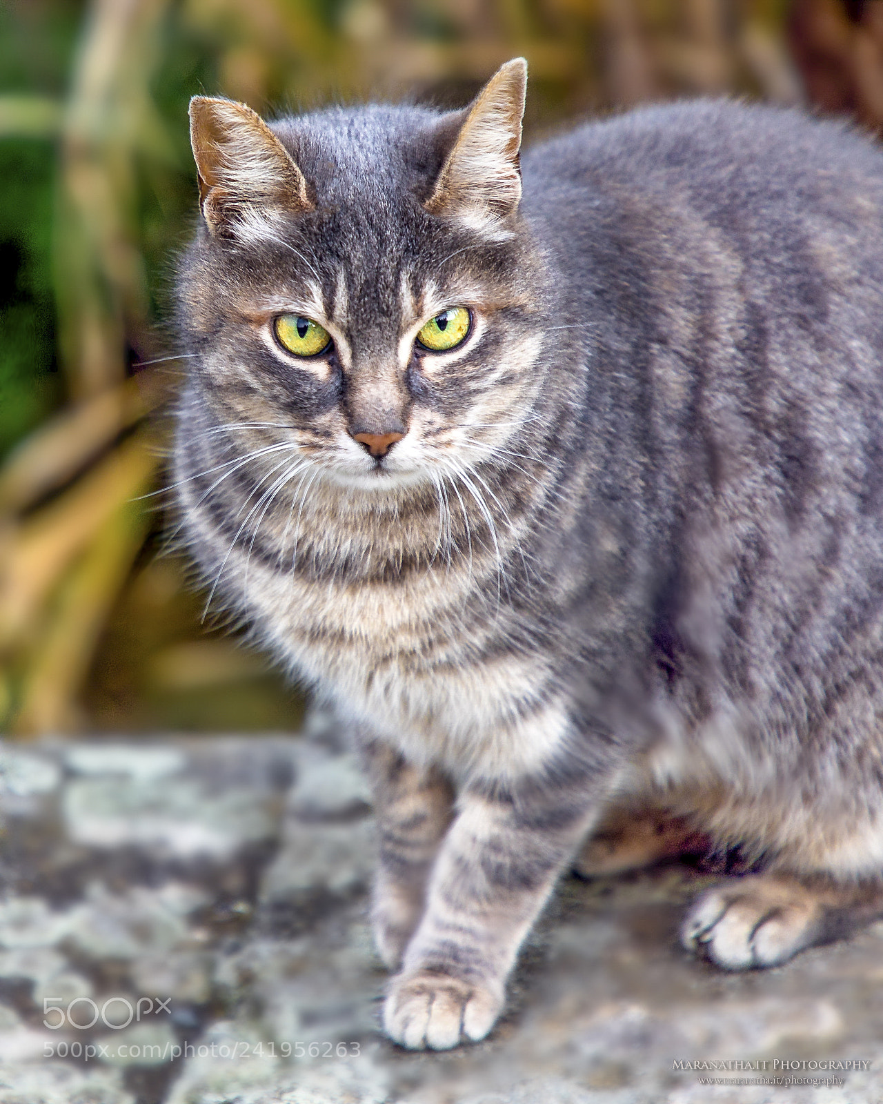 Canon EOS 6D Mark II sample photo. A cat from the photography