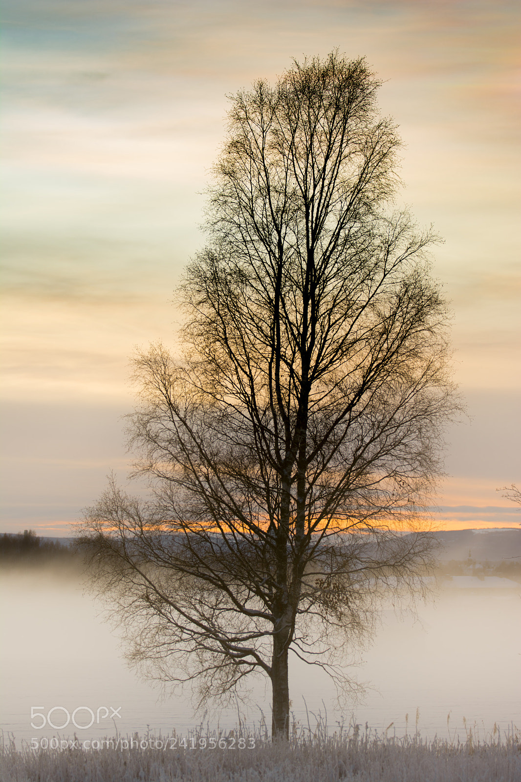 Nikon D7100 sample photo. Frosty foggy photography