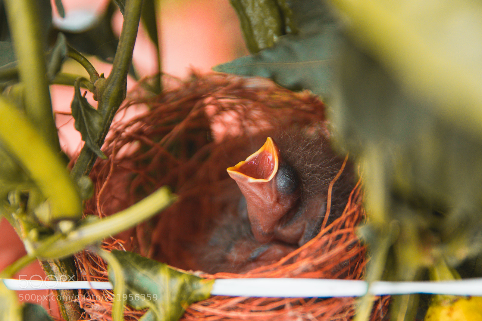 Canon EOS 800D (EOS Rebel T7i / EOS Kiss X9i) sample photo. Little bird photography
