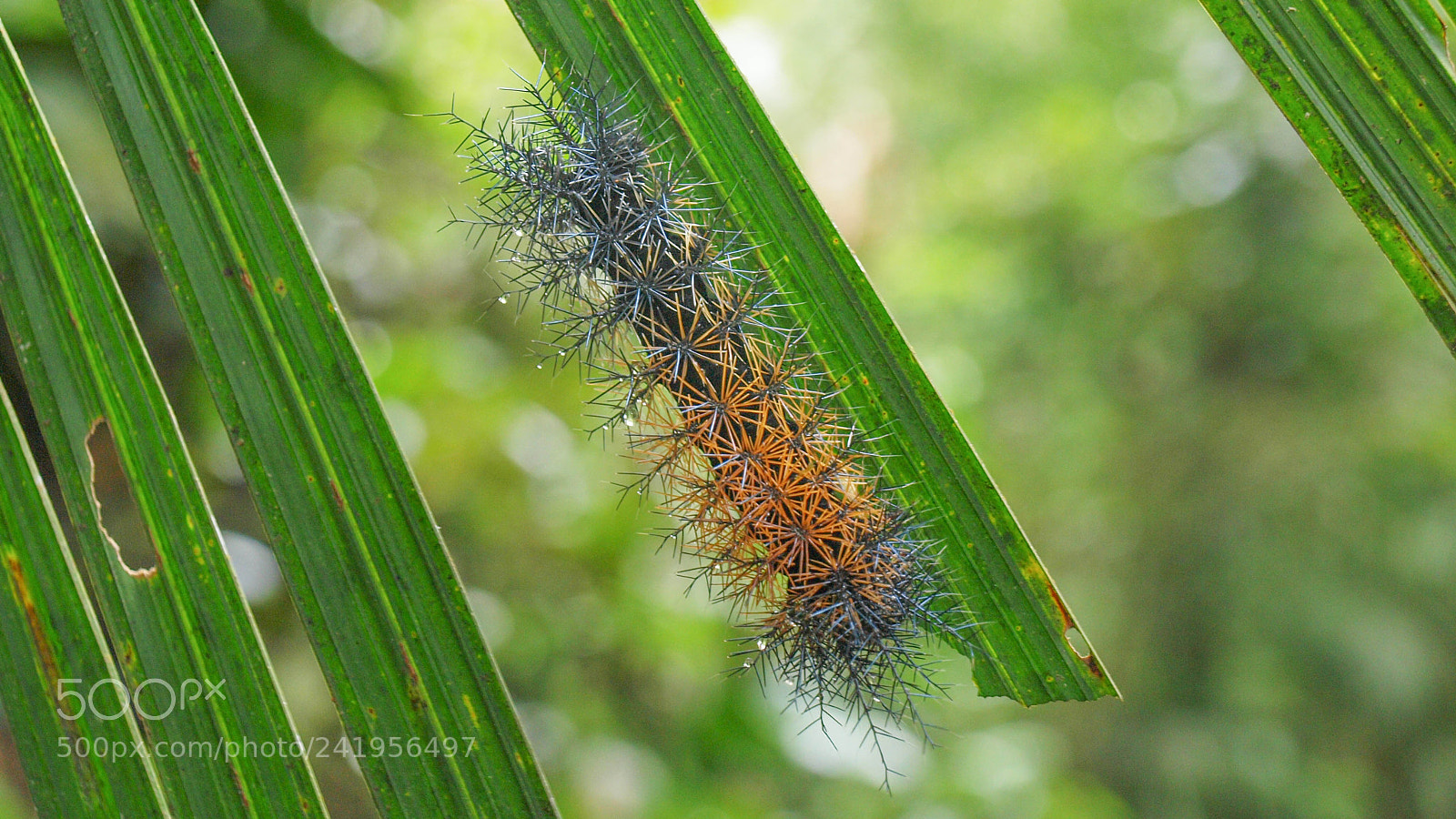 Olympus E-620 (EVOLT E-620) sample photo. Rainbow caterpillar photography