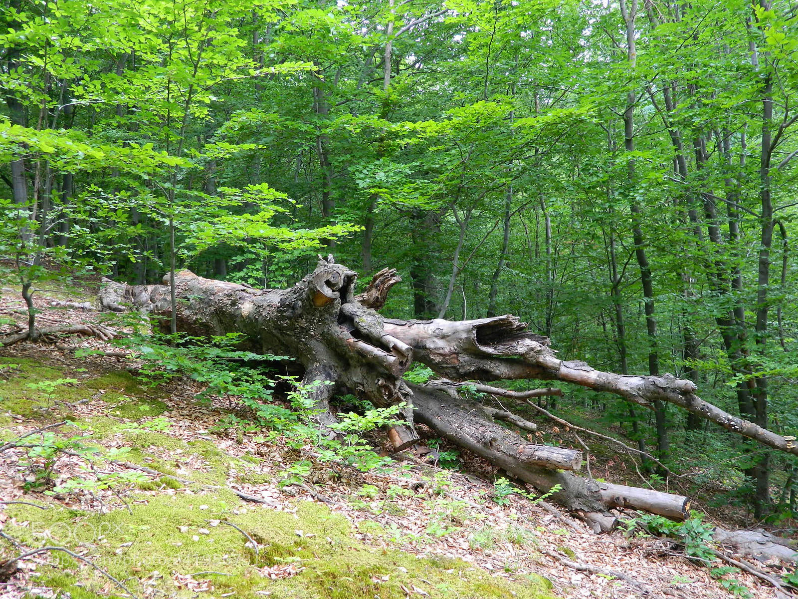 Nikon Coolpix L120 sample photo. Folder za brisanje photography