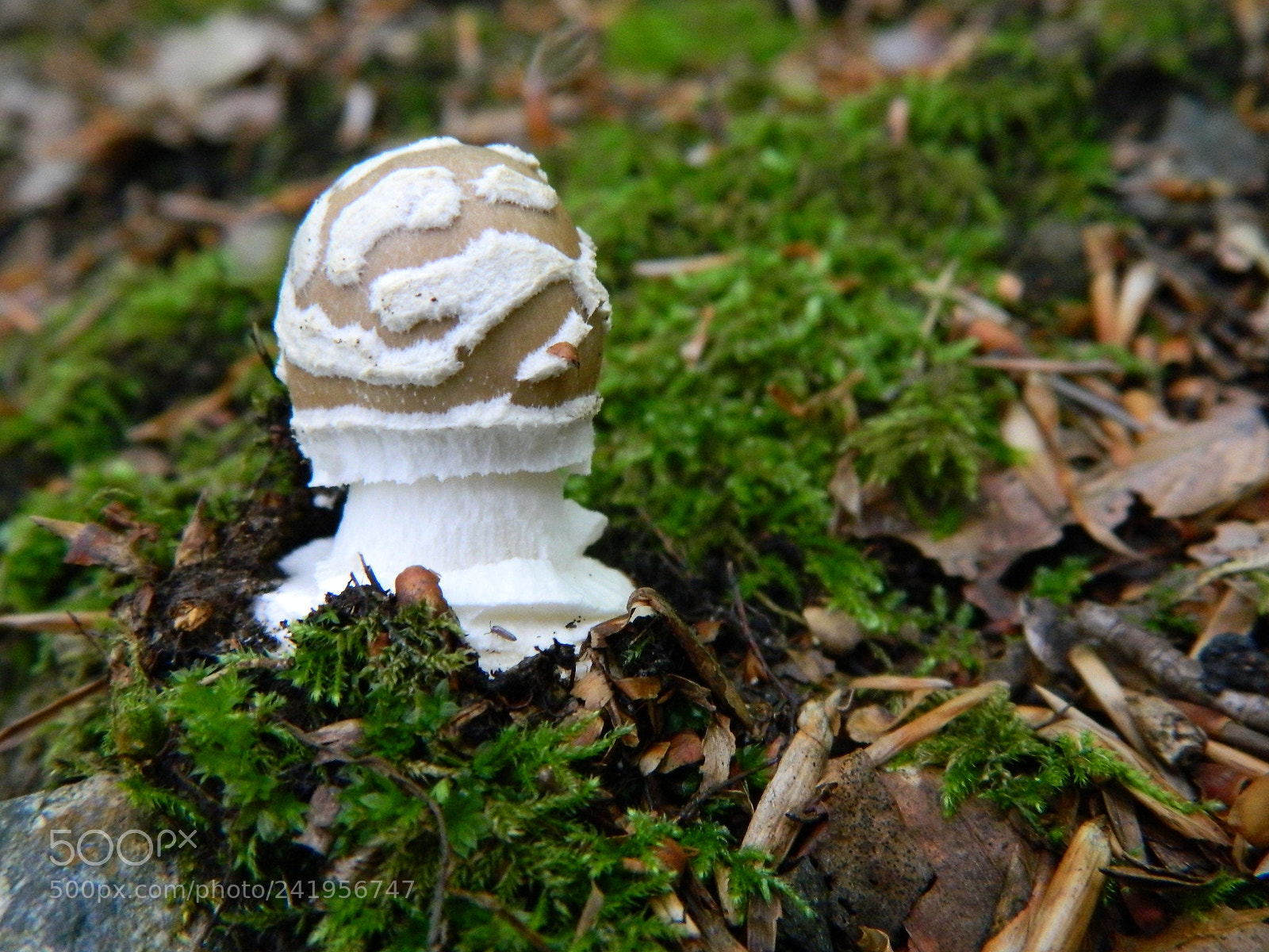 Nikon Coolpix L120 sample photo. Folder za brisanje photography