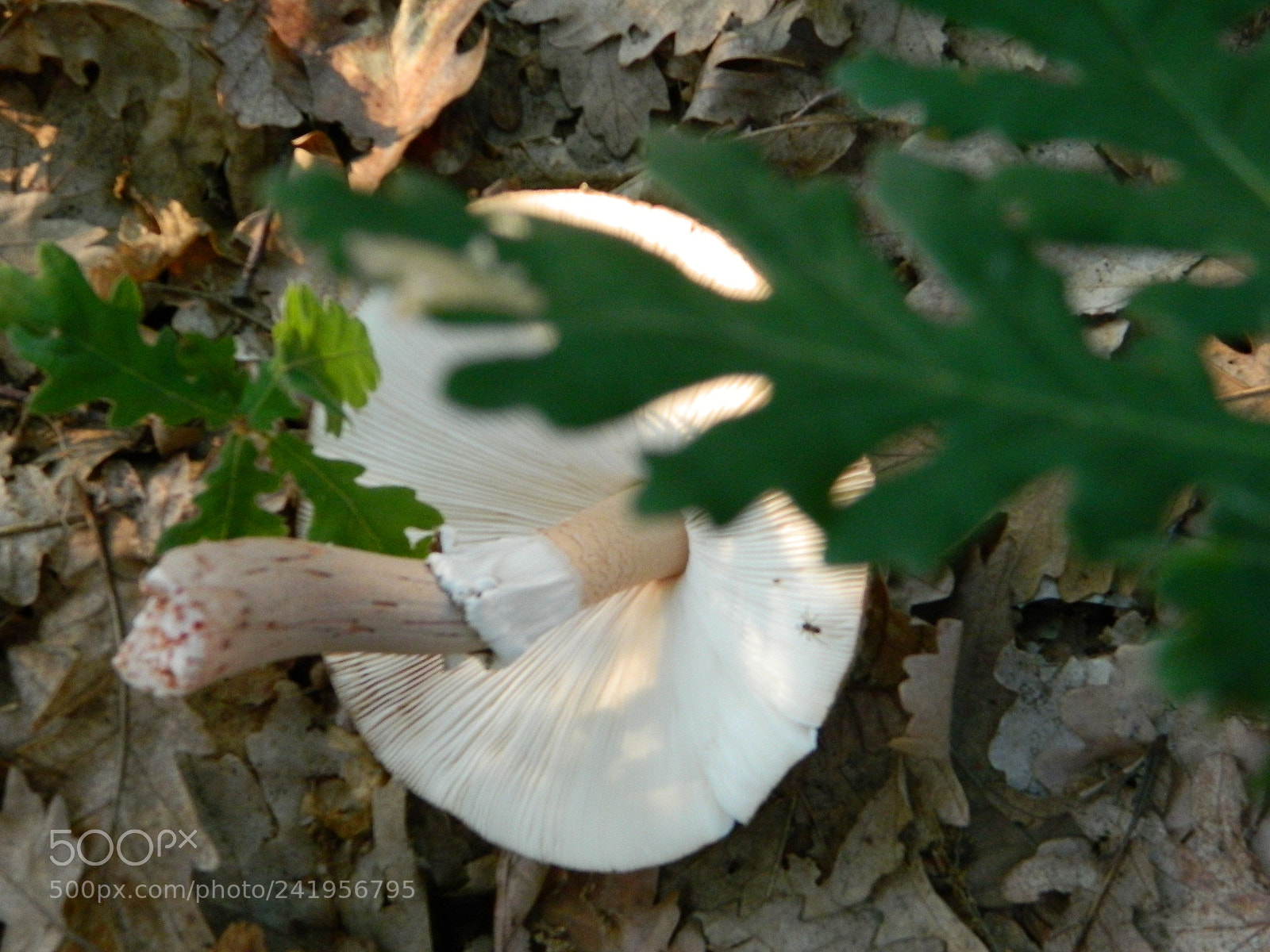 Nikon Coolpix L120 sample photo. Folder za brisanje photography