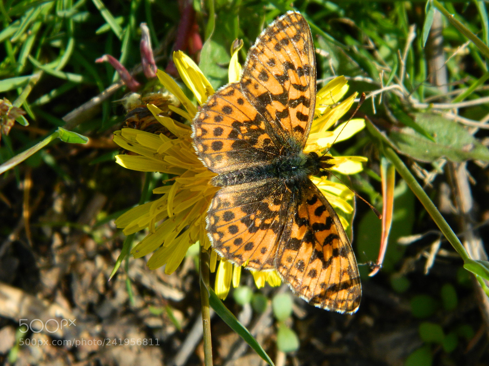 Nikon Coolpix L120 sample photo. Iva photography