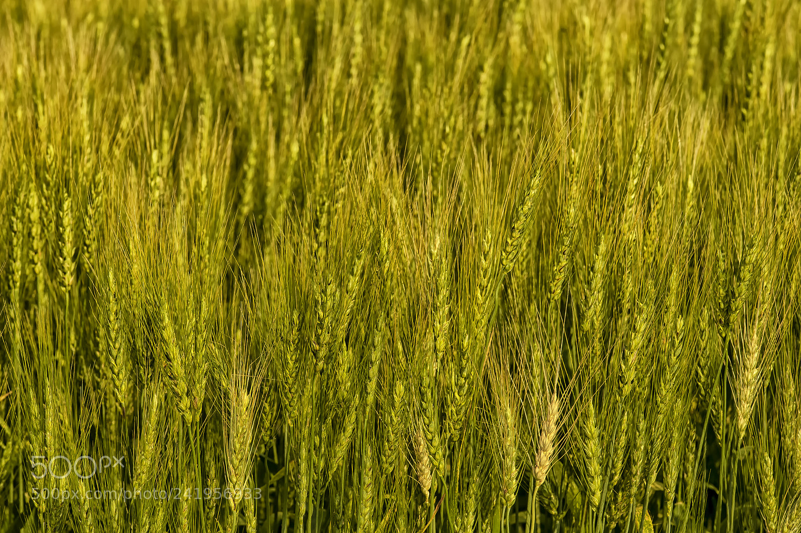 Nikon D700 sample photo. Wheat fields, furano, hokkaido photography