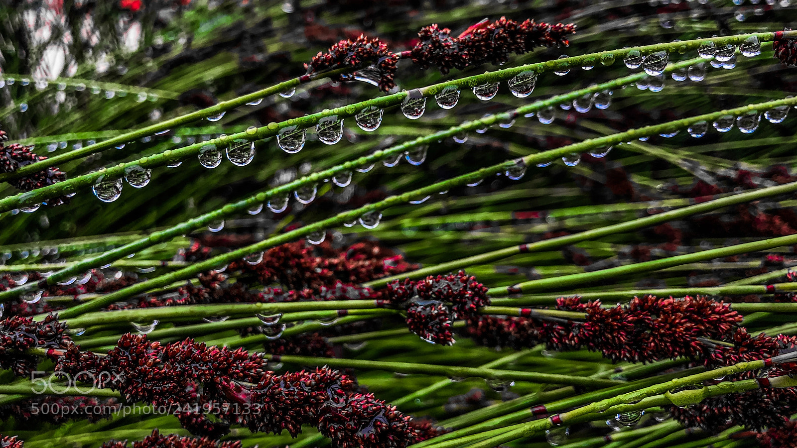 Apple iPhone X sample photo. A string of drops ... photography