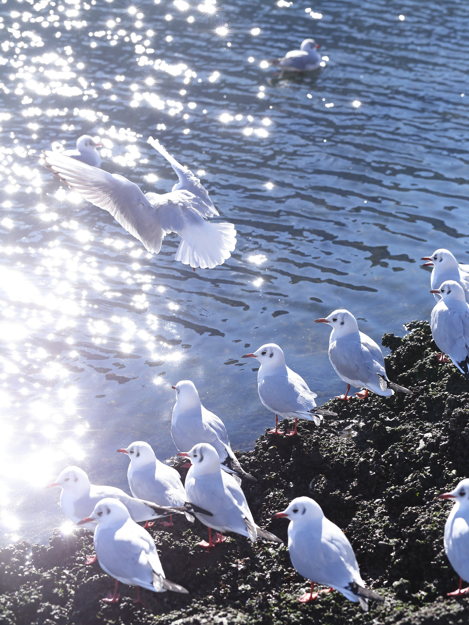 Canon EF 100mm F2.8L Macro IS USM sample photo. Seagulls photography