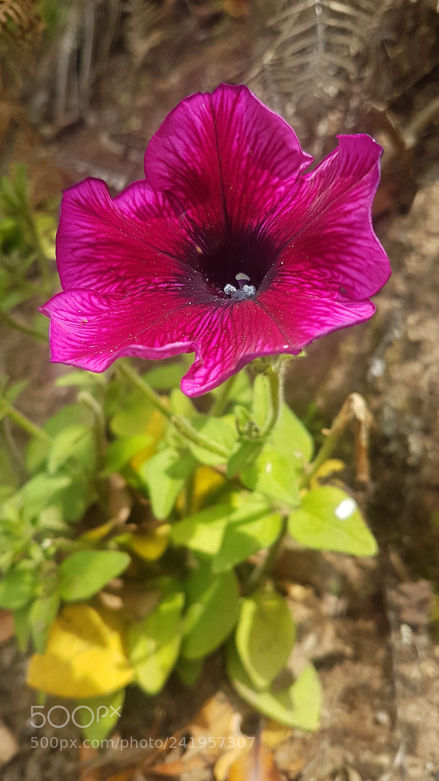 Samsung Galaxy S7 sample photo. 20171125_133407.jpg photography