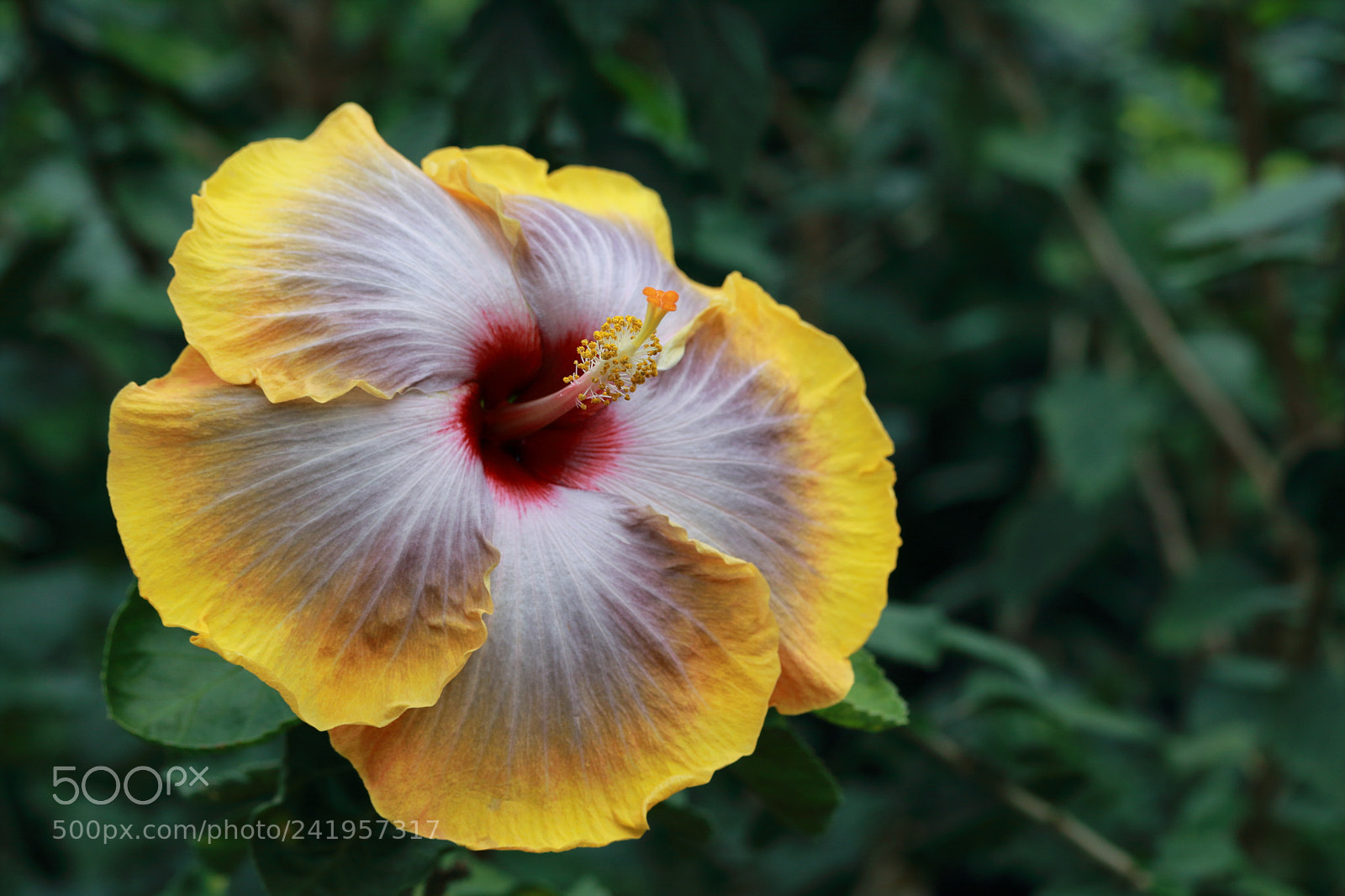 Canon EF-S 60mm F2.8 Macro USM sample photo. Yellow hibiscus photography
