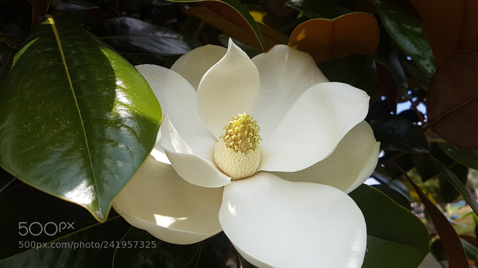 Samsung Galaxy S7 sample photo. 20171217_112543.jpg photography