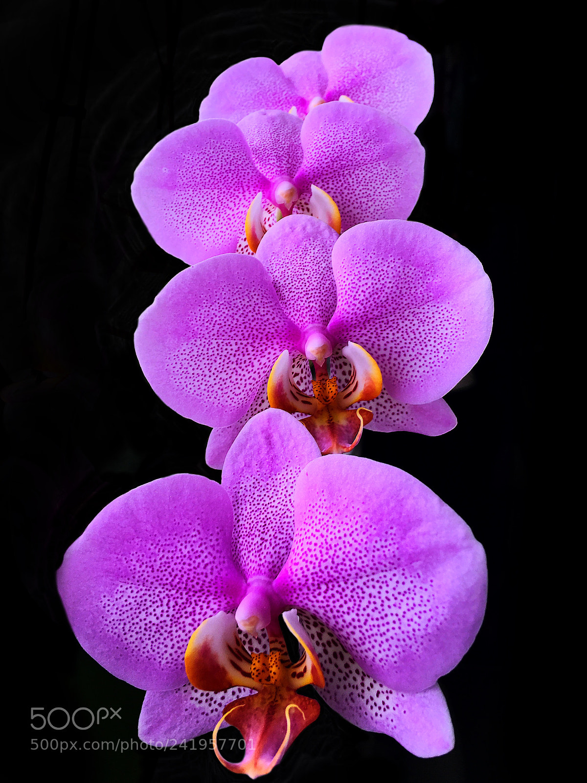 Apple iPhone 6s Plus sample photo. Moth orchid photography